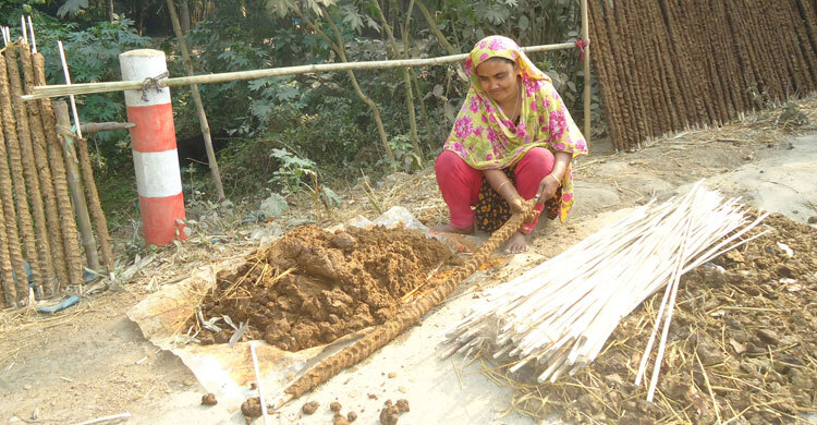 দিনে কোটি টাকার ‘জৈবসার গোবর’ ঘুঁটে-ঘষি তৈরিতে নষ্ট হচ্ছে!