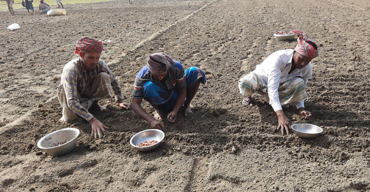 পেঁয়াজ চাষে আগ্রহ কমছে কৃষকদের