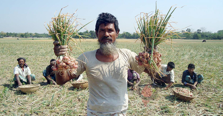 পেঁয়াজের মূল্যবৃদ্ধিতে লাভবান মধ্যস্বত্বভোগীরা