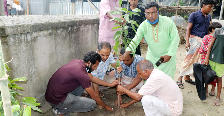 সবুজায়নের স্বপ্নে দেড় বছরে ৩ সহস্রাধিক গাছ লাগালেন মানিক