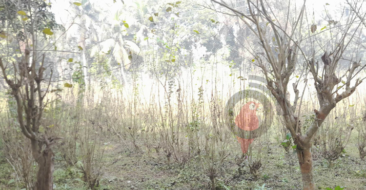 খুঁড়িয়ে চলছে ঈশ্বরদীর রেশম বীজাগার