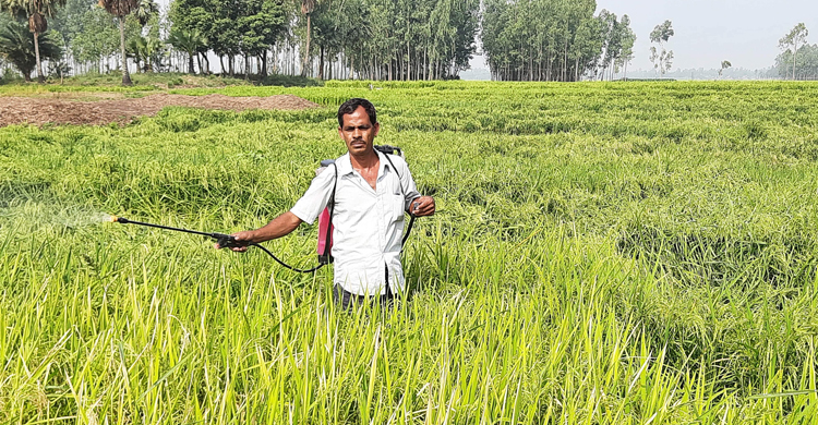 চলনবিলের পাকা ধানে পোকার আক্রমণ, দিশেহারা কৃষক