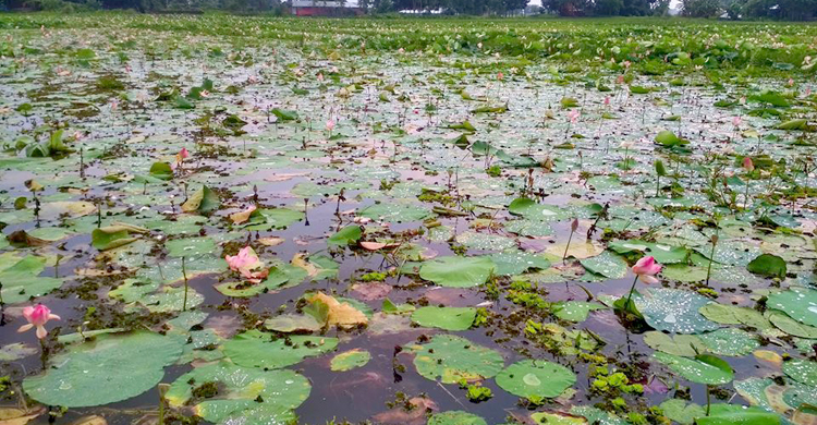 হত্যা মামলার আসামির লাশ মিলল পদ্মবিলে
