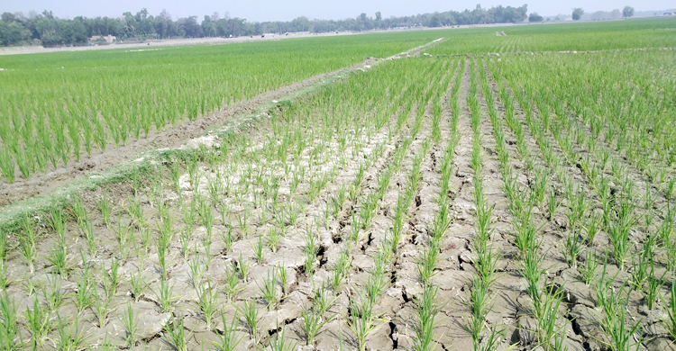 পানি সংকটে জমি ফেটে চৌচির