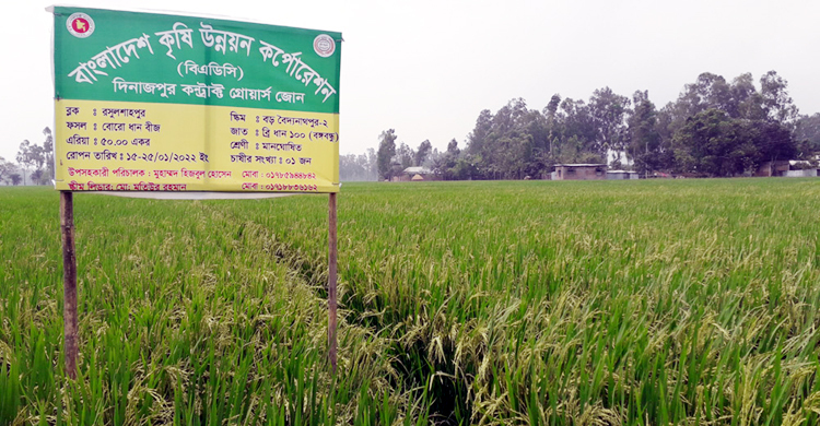 বিরলে প্রথমবার বঙ্গবন্ধু জাতের ধান চাষ, ভালো ফলনের আশা