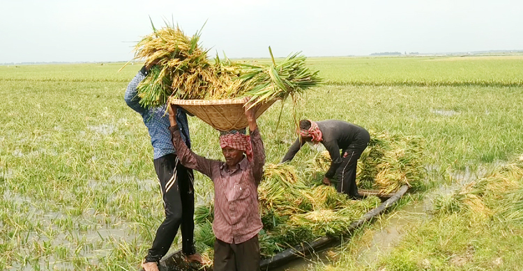 হাওরে পানি কমলেও ধান কাটা নিয়ে দিশেহারা কৃষক