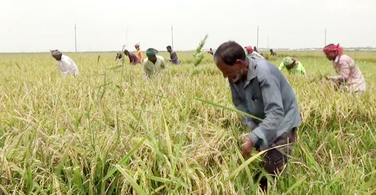 বৃষ্টির পূর্বাভাসে পাকা ধান নিয়ে শঙ্কায় হাওরের কৃষকরা