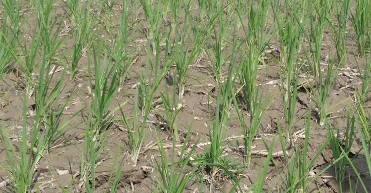 পানি সংকটে জমি ফেটে চৌচির