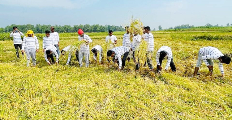 কৃষকের ৩ বিঘা জমির ধান কেটে বাড়ি পৌঁছে দিল ছাত্রলীগ