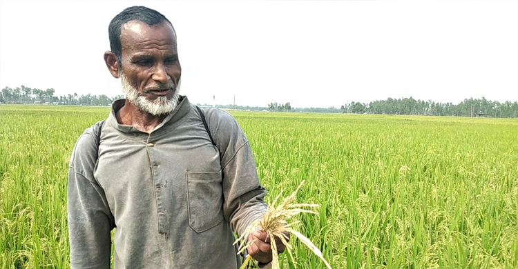 স্বপ্নের ধানে রোগ, দিশেহারা কৃষক