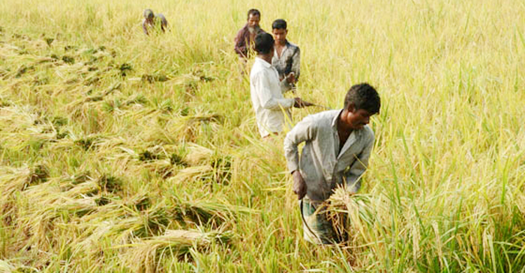 ঘূর্ণিঝড়ের খবরে পটুয়াখালীতে দ্রুত ধান কাটার পরামর্শ