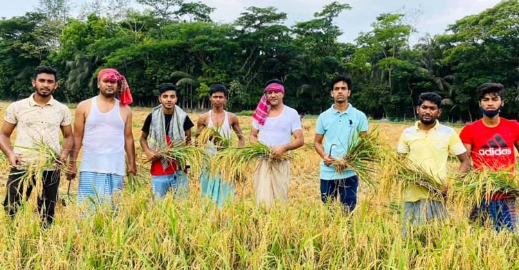 গুলিতে নিহত সেই আলাউদ্দিনের ধান কাটছেন আ.লীগ নেতারা
