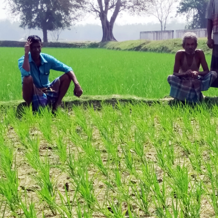 পানি সংকটে জমি ফেটে চৌচির