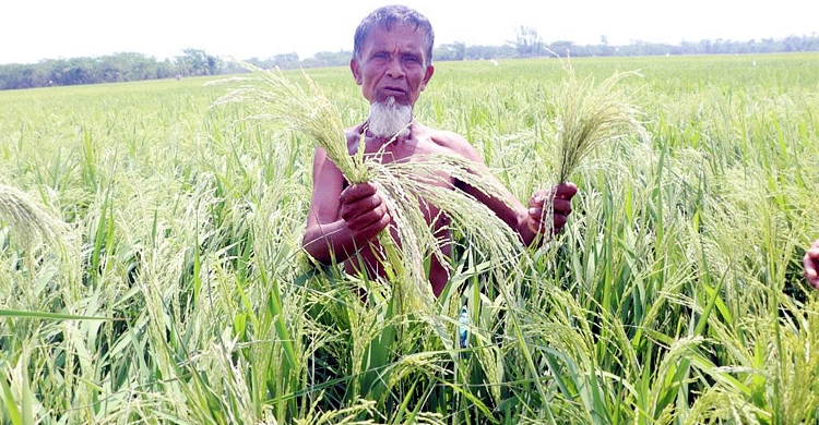 কৃষিজমি রক্ষায় আসছে সমন্বিত উদ্যোগ