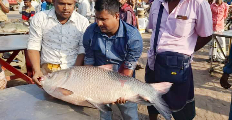 পদ্মায় ধরা পড়লো ২১ কেজির কাতল, ২৮ হাজারে বিক্রি