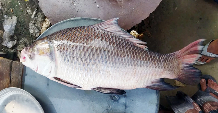 পদ্মায় মিললো ২০ কেজির কাতল, বিক্রি হলো ২২ হাজারে