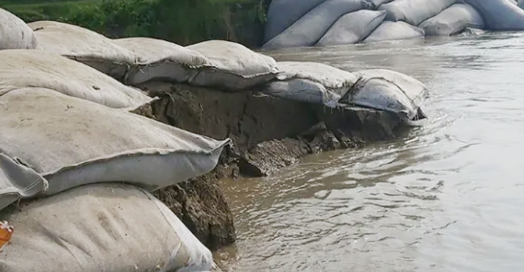 পদ্মায় তীব্র স্রোতে ভাঙছে বাঁধ