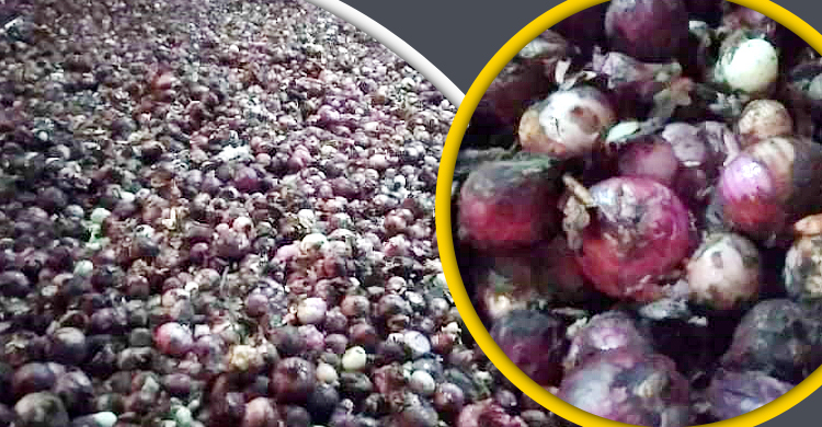 হিলিতে গুদামেই পচছে পেঁয়াজ, ১০ টাকা কেজি দরে বিক্রি