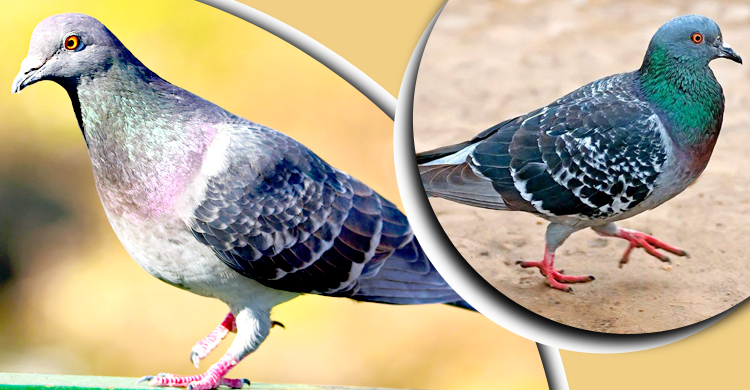 কবুতরের নামে কোটি টাকার সম্পত্তি!