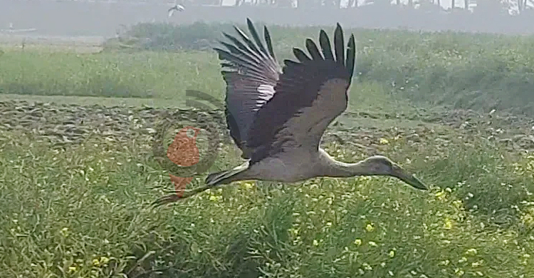 আকাশে ডানা মেললো সেই শামুকখোল পাখি