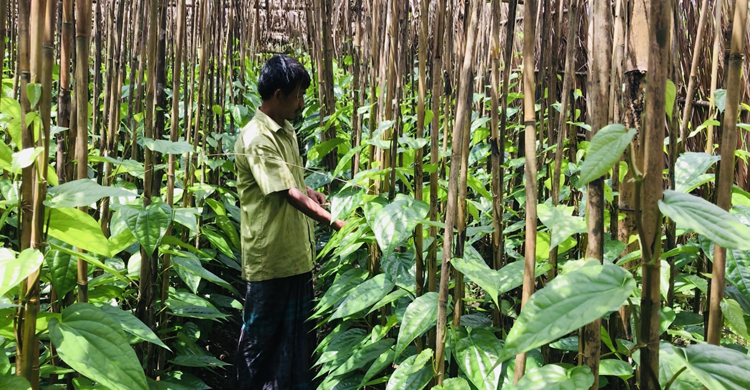 পাহাড়ে মিষ্টি পানের চাষ কেন করবেন?