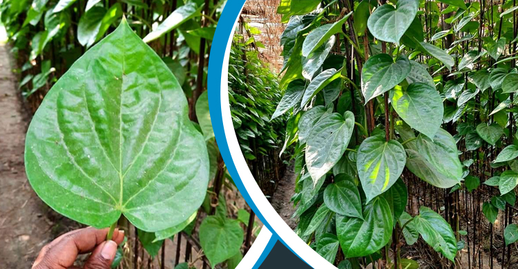 মোহনপুরে ধান-আমচাষের বদলে পানচাষে ঝুঁকছেন কৃষকরা