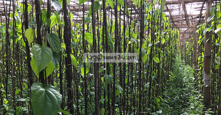 ঘূর্ণিঝড়ে পানবরজের ক্ষতি ১৬২ কোটি টাকা