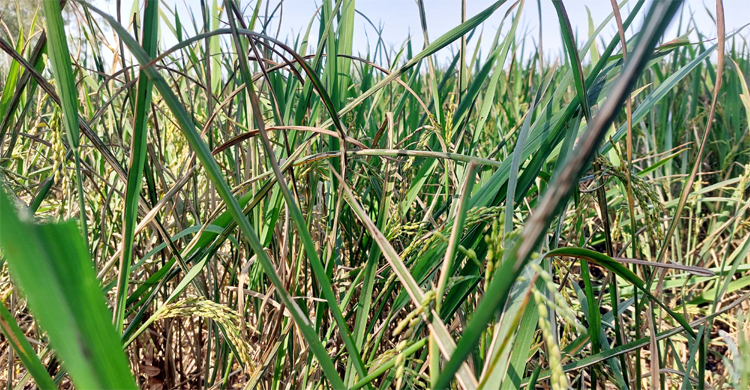 পঞ্চগড়ে পোকার আক্রমণে আমনের সর্বনাশ