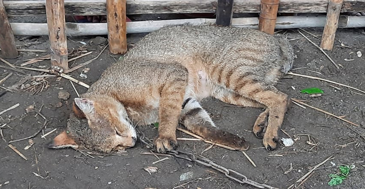 বাঘ মনে করে বিড়াল আটক, খাঁচায় ঢোকানোর সময় মৃত্যু