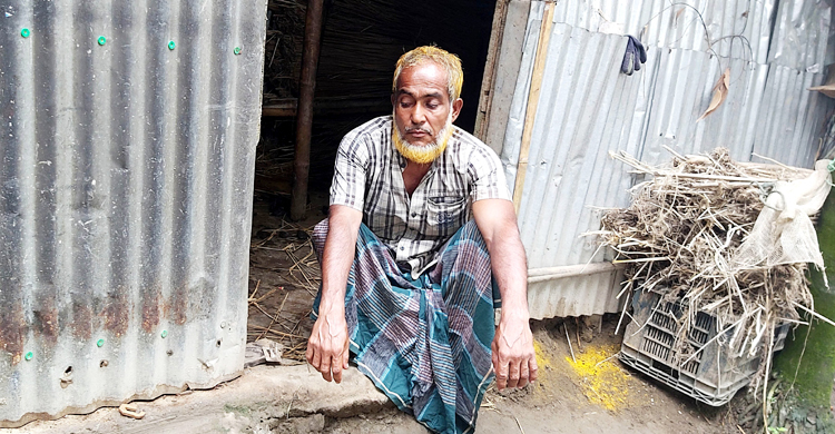 মেয়ের বৃত্তির টাকায় কেনা চারটি গরু চুরি, কাঁদছেন দিনমজুর বাবা