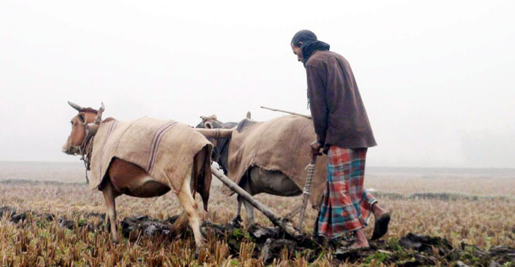 Panchagarh-Cold-Pic-002