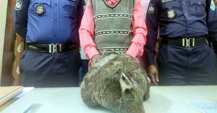 গাছে আশ্রিত আহত ময়ূরটিকে মারছিল স্থানীয়রা, উদ্ধার করল পুলিশ