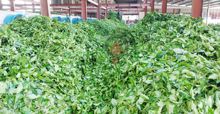 পঞ্চগড়ে ক্ষুদ্র চা বাগান এখন চাষিদের গলার কাঁটা