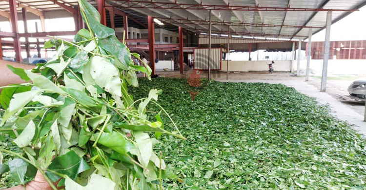 পঞ্চগড়ে ক্ষুদ্র চা বাগান এখন চাষিদের গলার কাঁটা