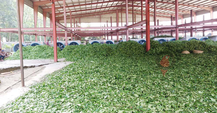 পঞ্চগড়ে ক্ষুদ্র চা বাগান এখন চাষিদের গলার কাঁটা