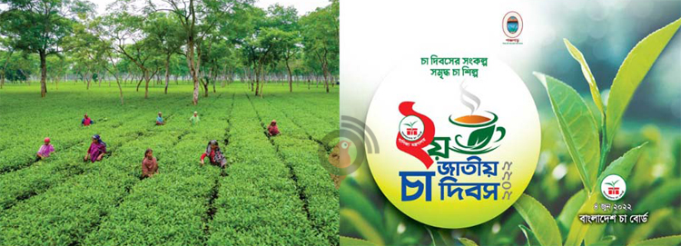 পঞ্চগড়ে ক্ষুদ্র চা বাগান এখন চাষিদের গলার কাঁটা