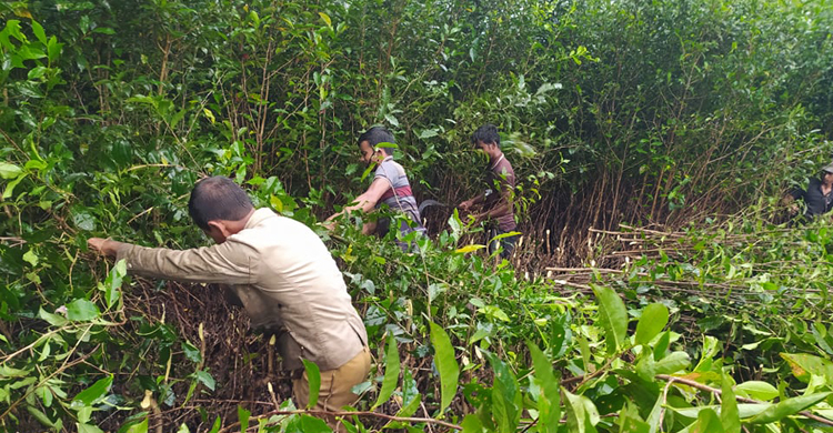 বাঘ খুঁজতে কেটে ফেলা হচ্ছে চা বাগান ও জঙ্গল