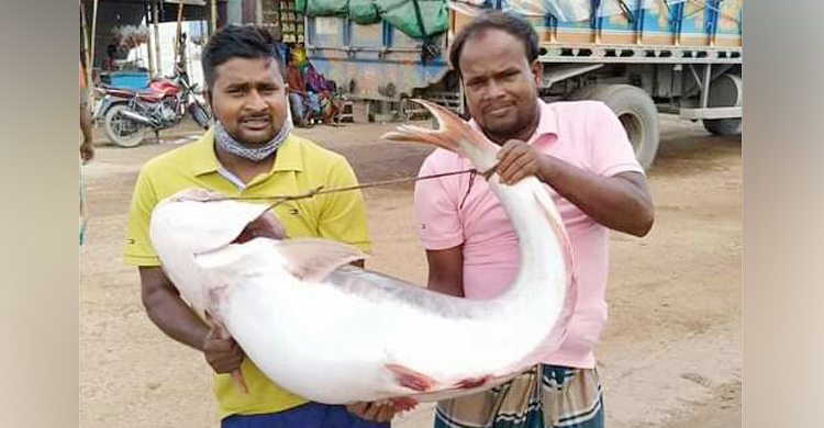 এক পাঙাশের দাম প্রায় ৩৮ হাজার টাকা
