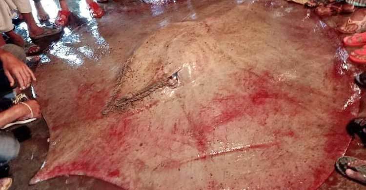 মেঘনায় ধরা পড়ল ৭ মণ ওজনের পানপাতা মাছ!