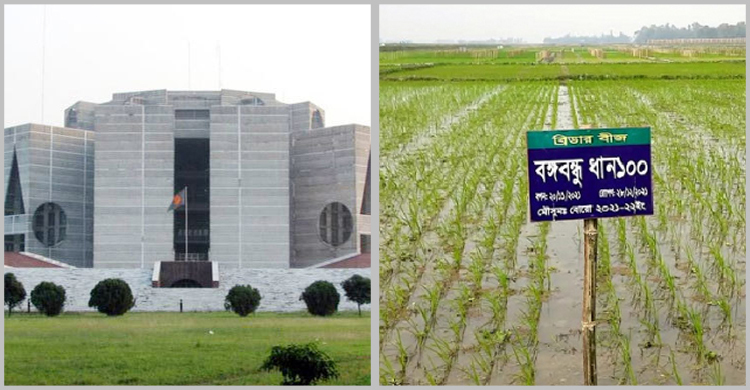 ‘বঙ্গবন্ধু ধান১০০’ সর্বস্তরে চাষাবাদে উৎসাহিত করার সুপারিশ