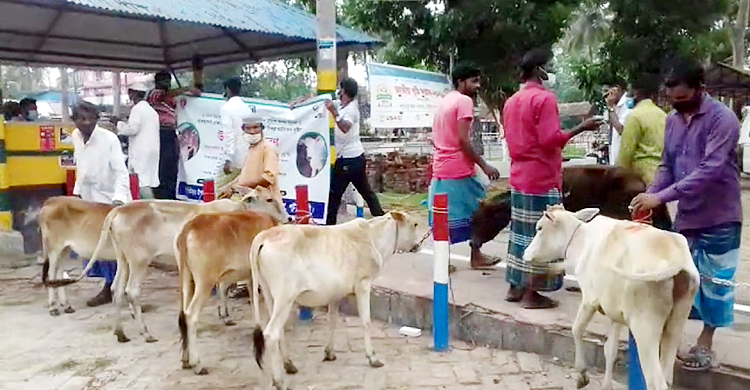 সহায়তা হিসেবে গরু পেলেন পটুয়াখালীর জেলেরা