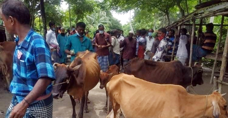 নিষেধাজ্ঞা অমান্য করে পশুর হাট, বন্ধ করল প্রশাসন
