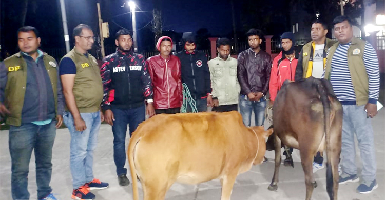 পটুয়াখালীতে গরু চুরি ঠেকাতে তৎপর পুলিশ