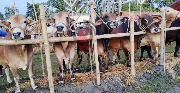 পটুয়াখালীর হাটে কদর নেই বড় গরুর, বিপাকে খামারিরা