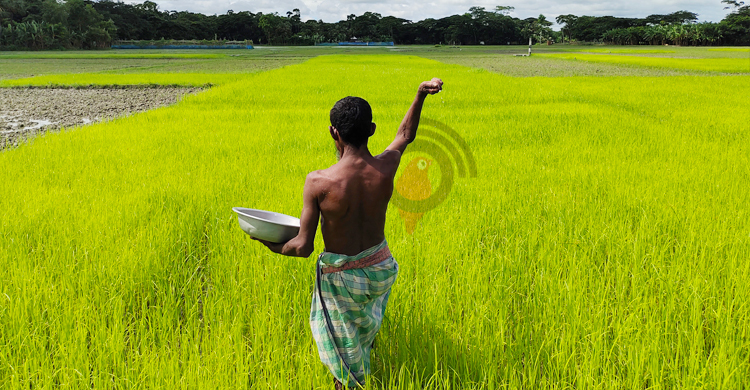 বাড়ছে আমনের উৎপাদন ব্যয়, চাষাবাদে হিমশিম খাচ্ছে কৃষক
