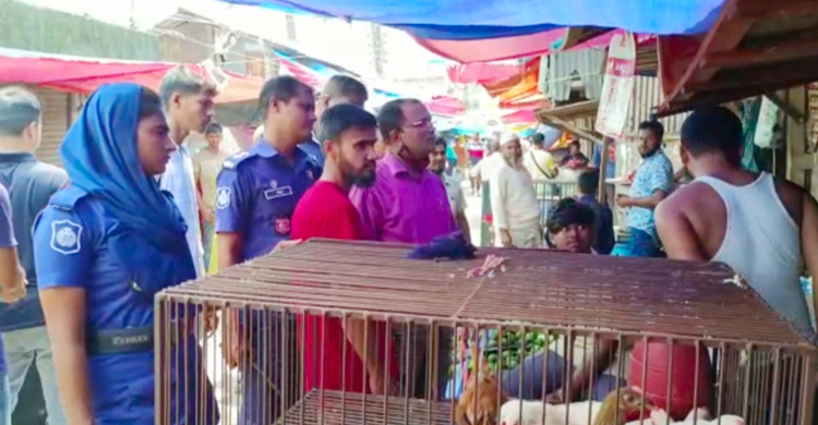 পটুয়াখালীতে মুরগি-ডিমের দোকানে অভিযান
