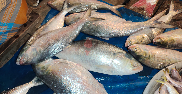 নিষেধাজ্ঞা শেষে মাছ ধরা শুরু, বাজারে আসছে বড় সাইজের ইলিশ-পাঙাস