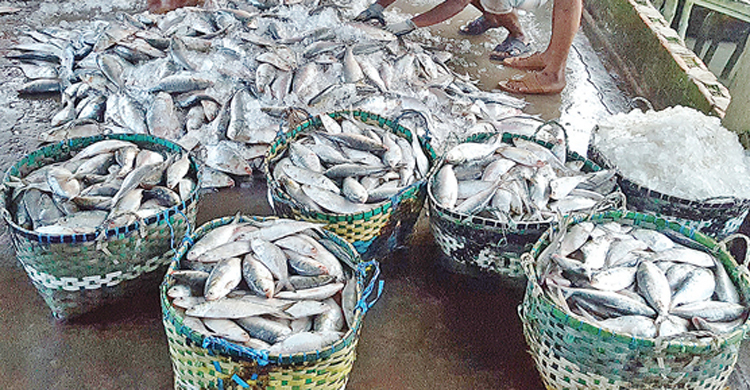 হঠাৎ বেড়ে গেছে ইলিশের চাহিদা