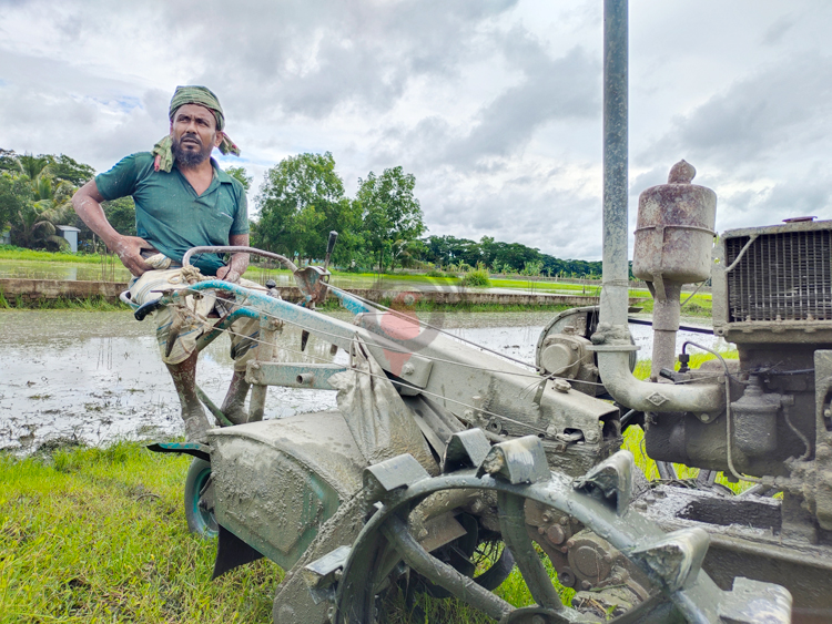 বাড়ছে আমনের উৎপাদন ব্যয়, চাষাবাদে হিমশিম খাচ্ছে কৃষক
