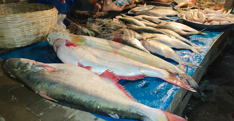 নিষেধাজ্ঞা শেষে মাছ ধরা শুরু, বাজারে আসছে বড় সাইজের ইলিশ-পাঙাস